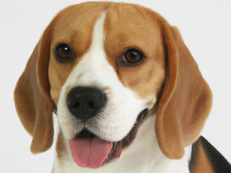 Beagle